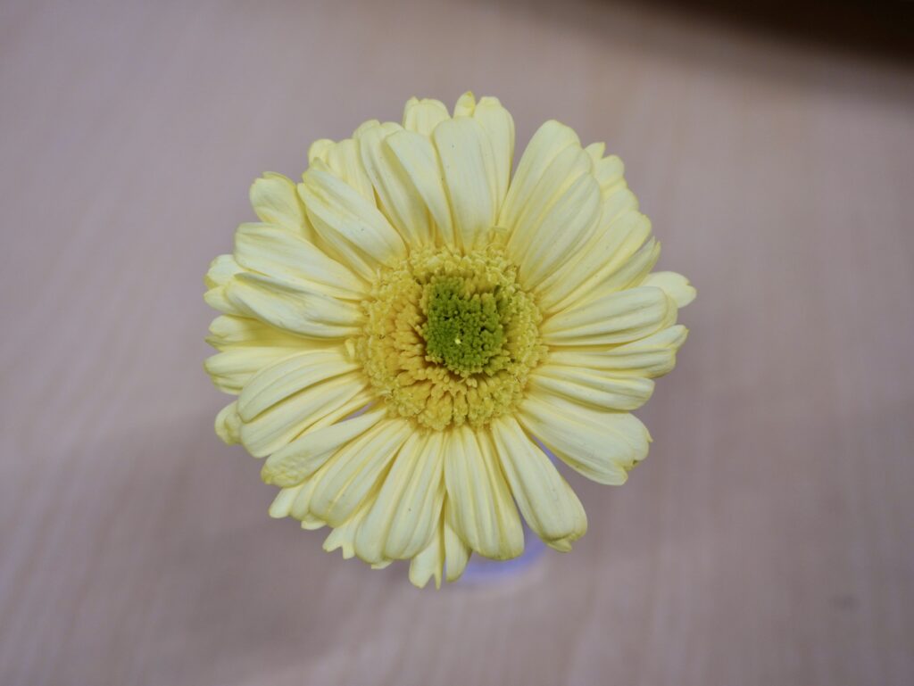 プリザーブドフラワーの黄色いガーベラ