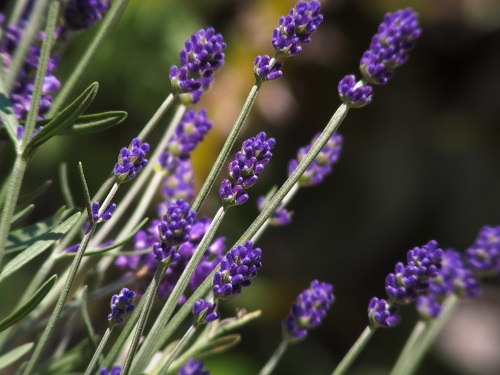 リラックスできる香りのイングリッシュラベンダー
