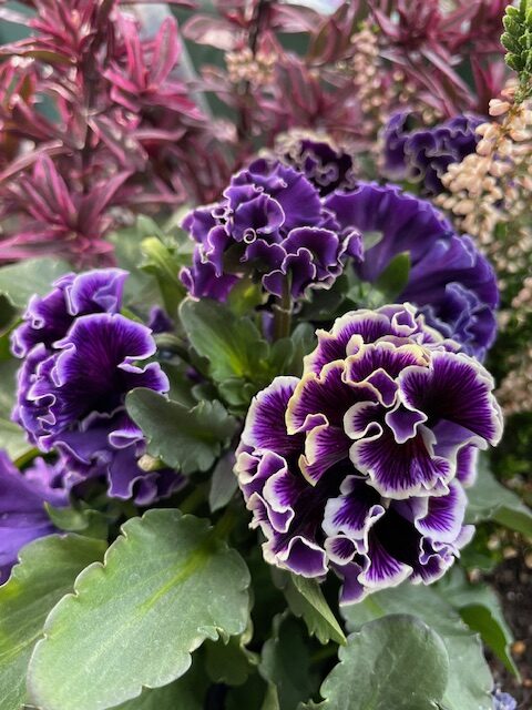 アンティークラッフル