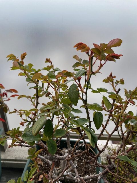 クロードモネの新芽
