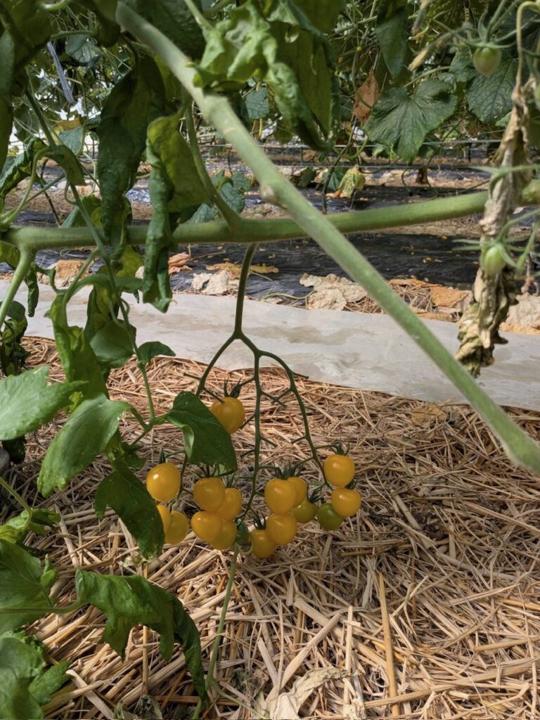 黄色いミニトマト