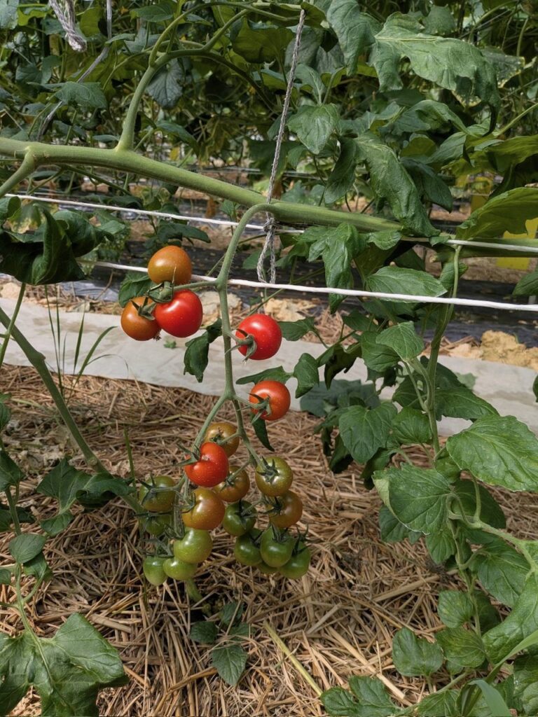 赤いミニトマト