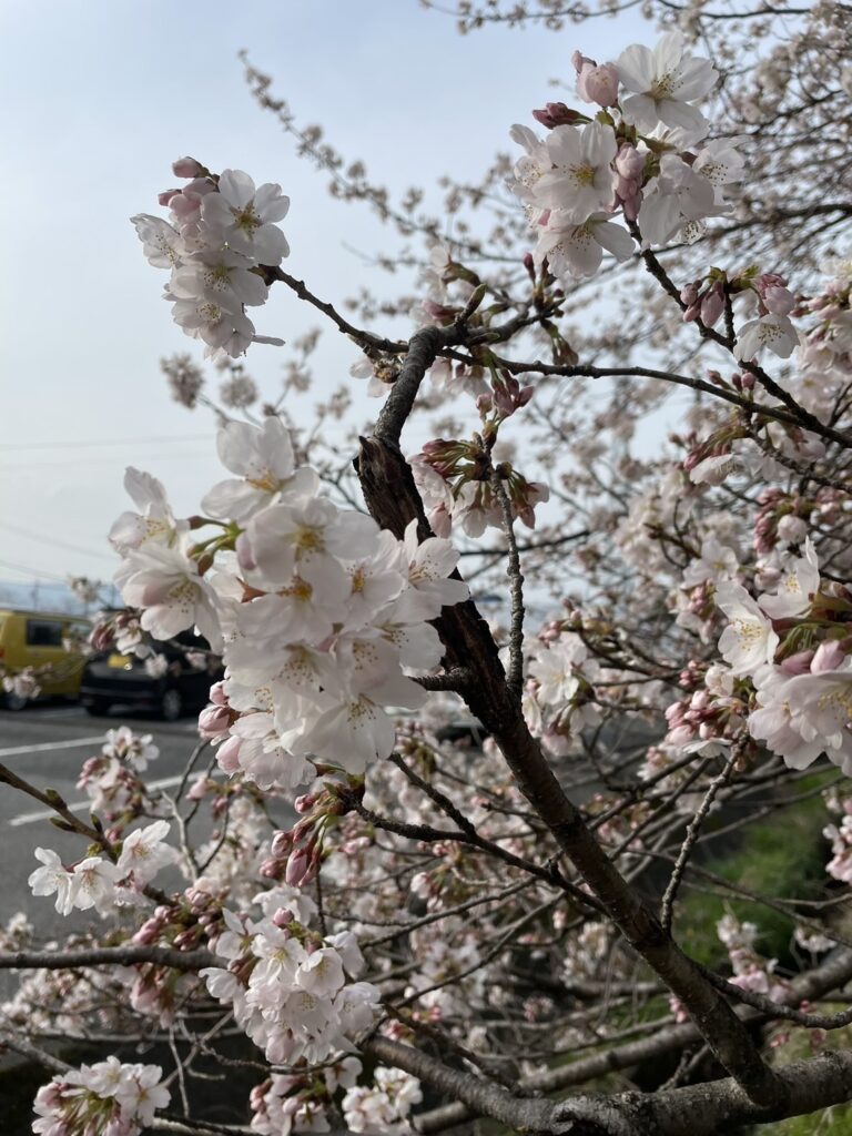 知る人ぞ知る桜スポット