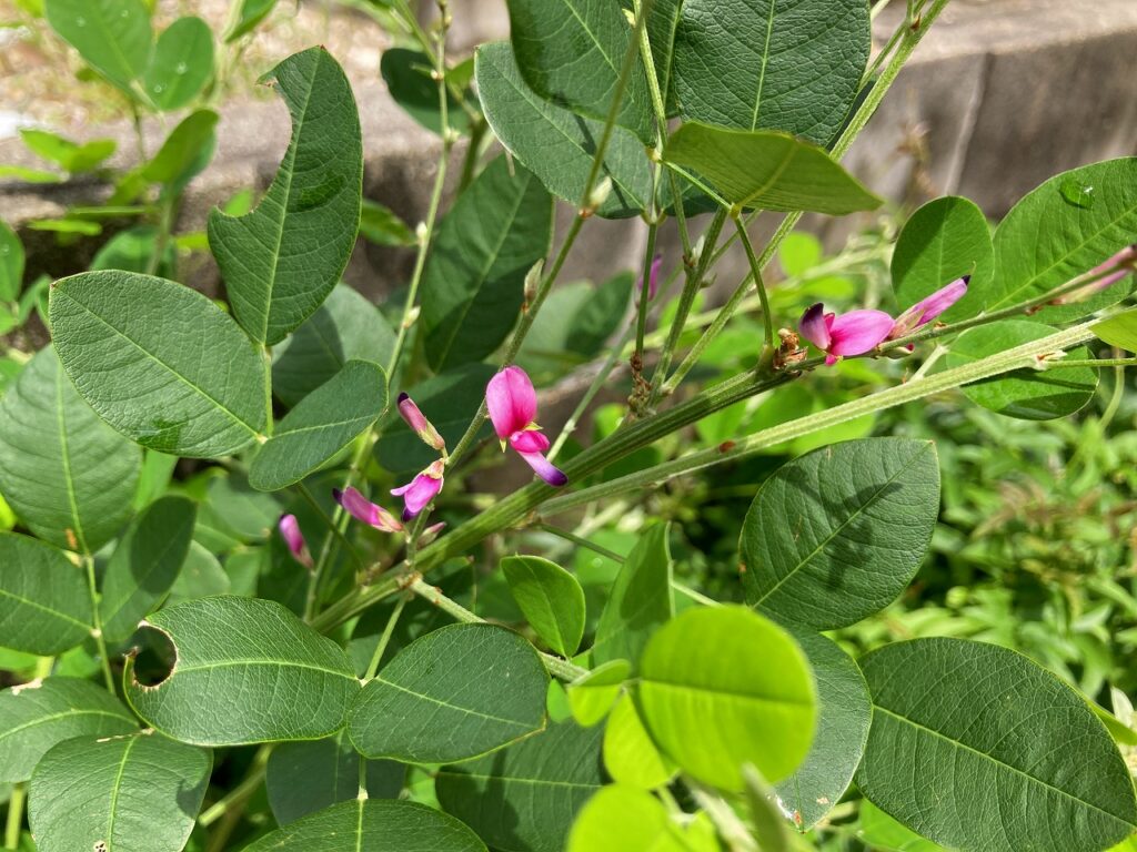 自宅の萩の花