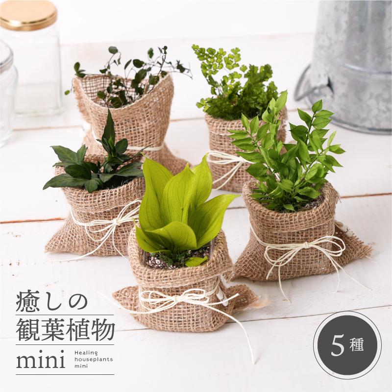 プリザ専花商品、癒しの観葉植物ミニ