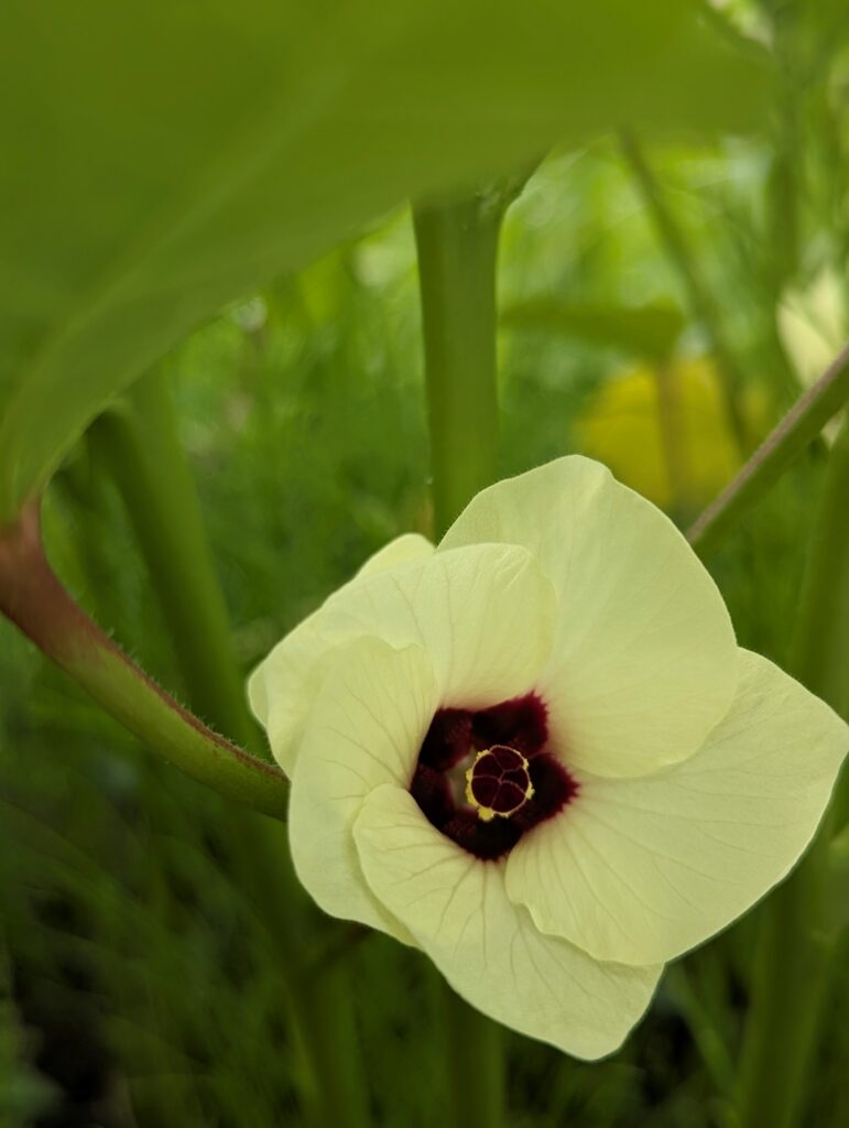 自宅のオクラの花