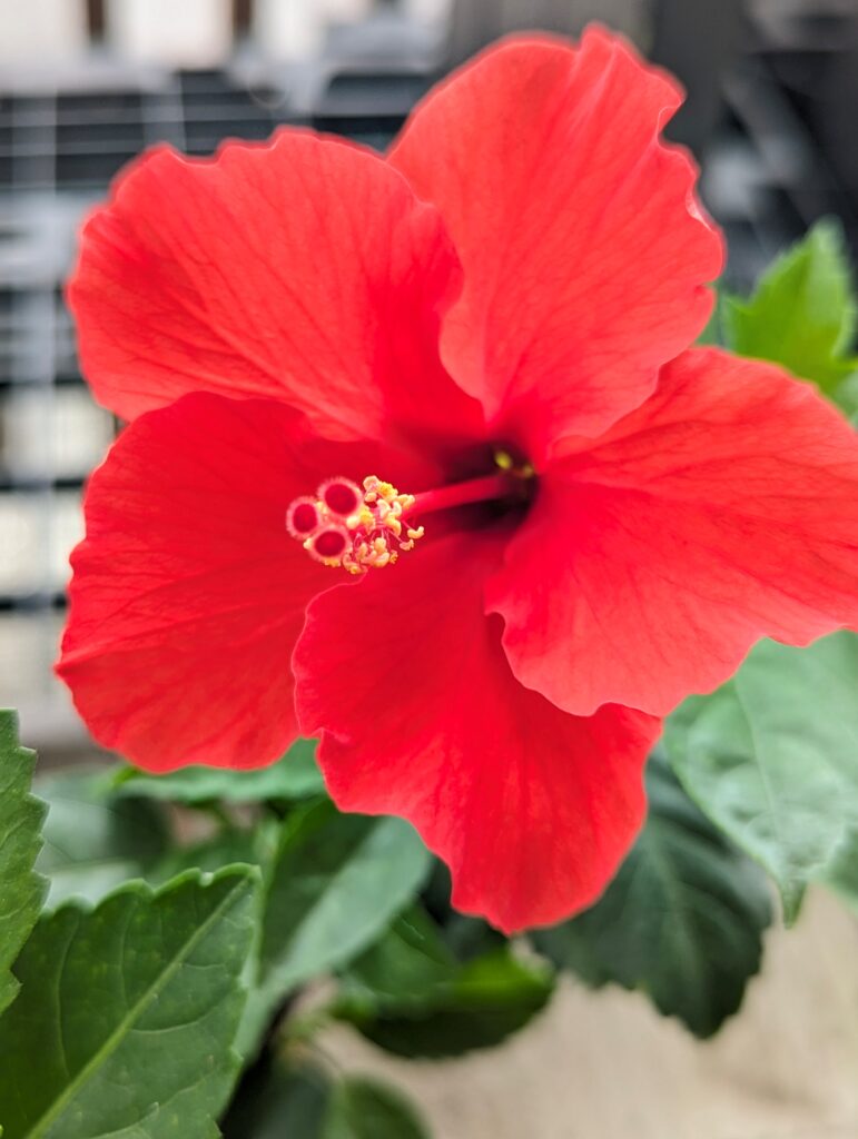 ハイビスカスの花