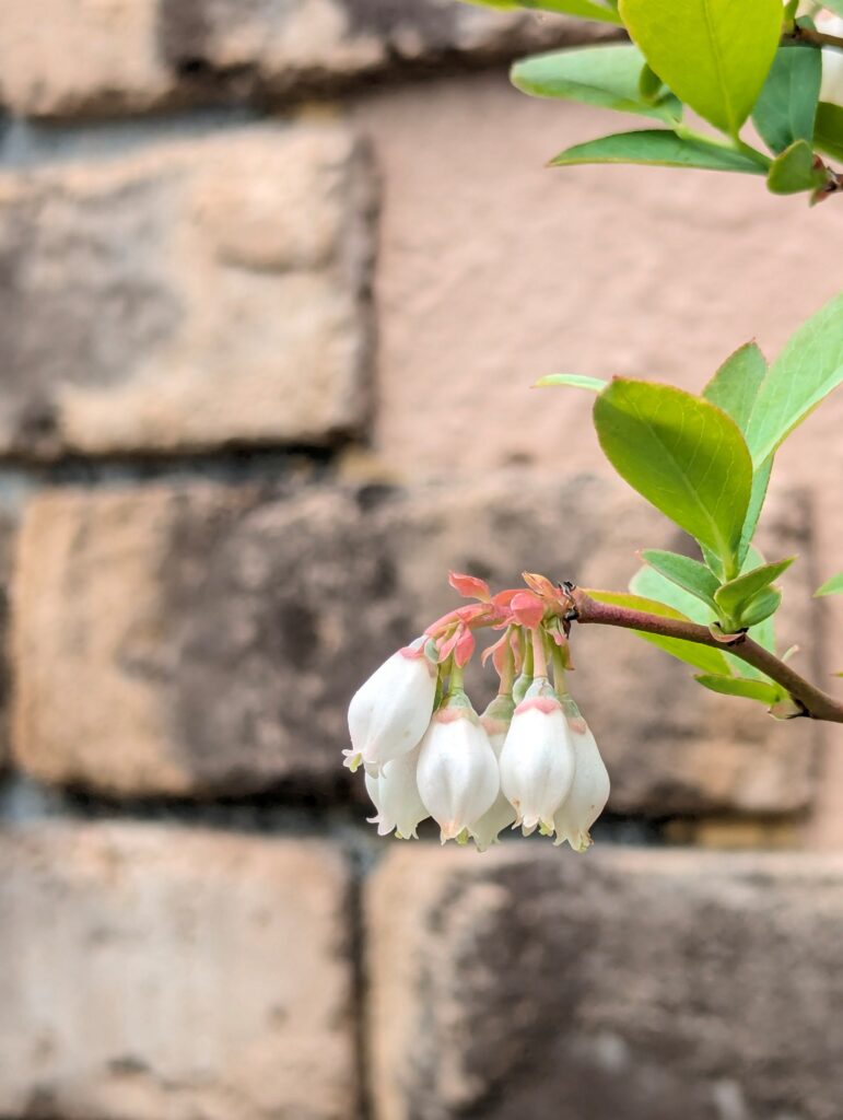 ブルーベリーの花