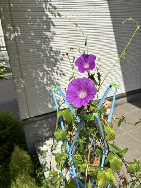 自宅のアサガオ