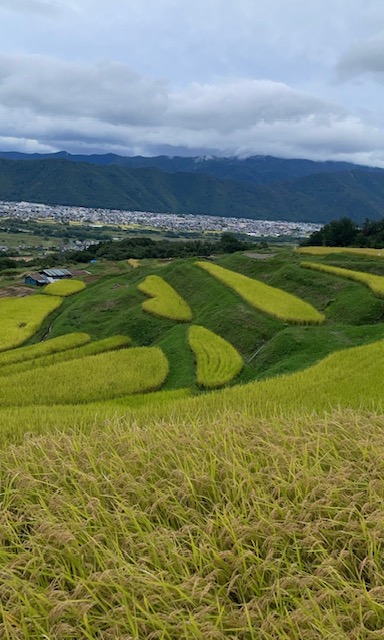姨捨の棚田