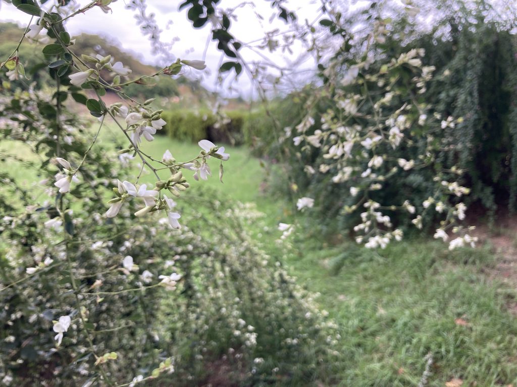 白萩